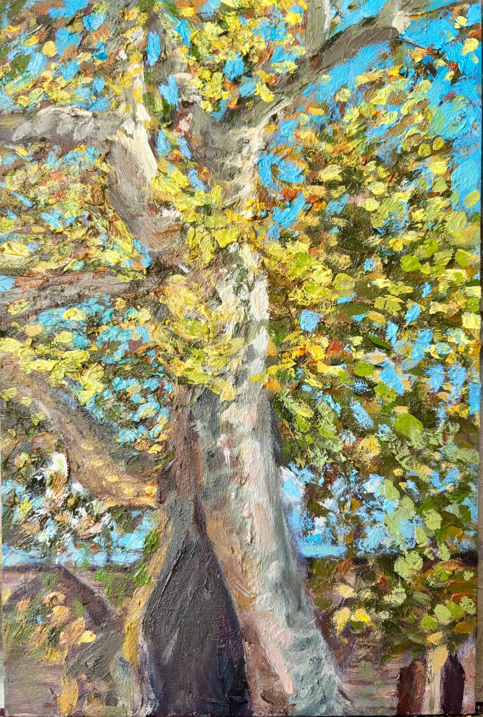 A Cyprus tree in topkapi garden