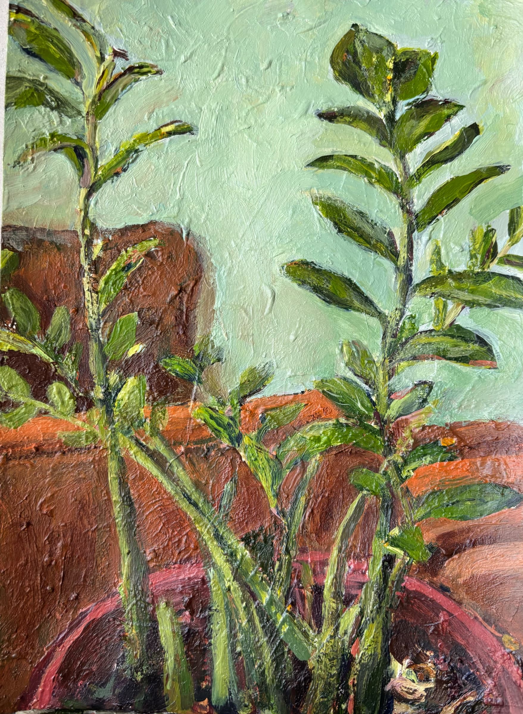 The lovely Zamiifolia